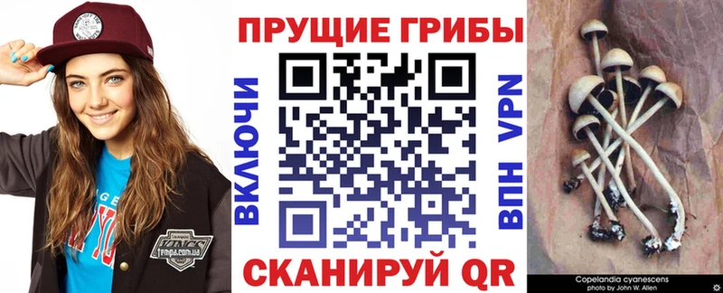 hydra ONION  наркошоп  Нолинск  Псилоцибиновые грибы Psilocybine cubensis 