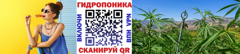 Конопля Bruce Banner  Нолинск 